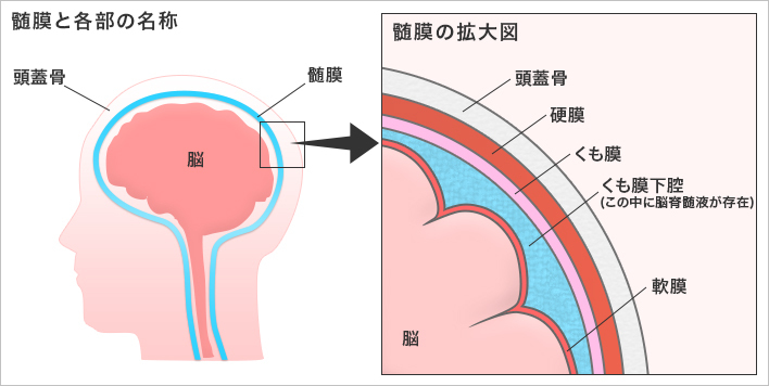 髄膜の解説画像